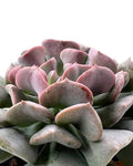 Echeveria ‘Cubic Frost’