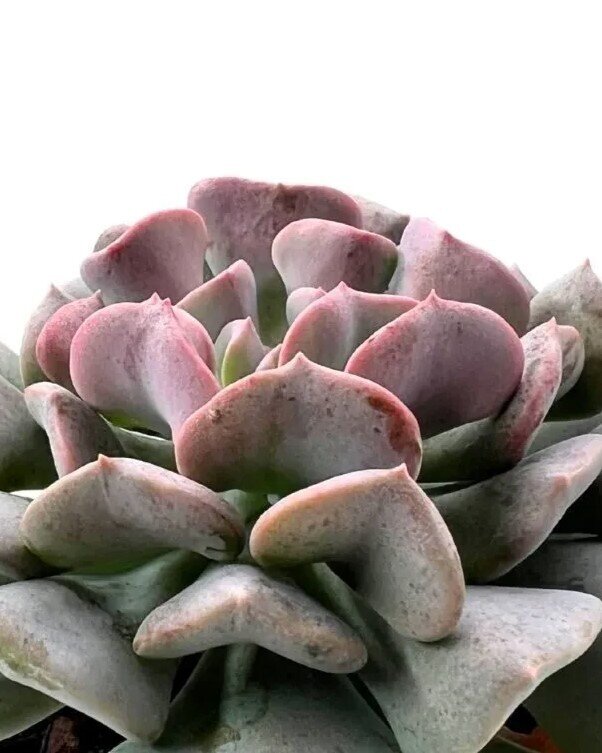 Echeveria ‘Cubic Frost’