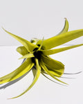 Tillandsia flabellata var. rubra