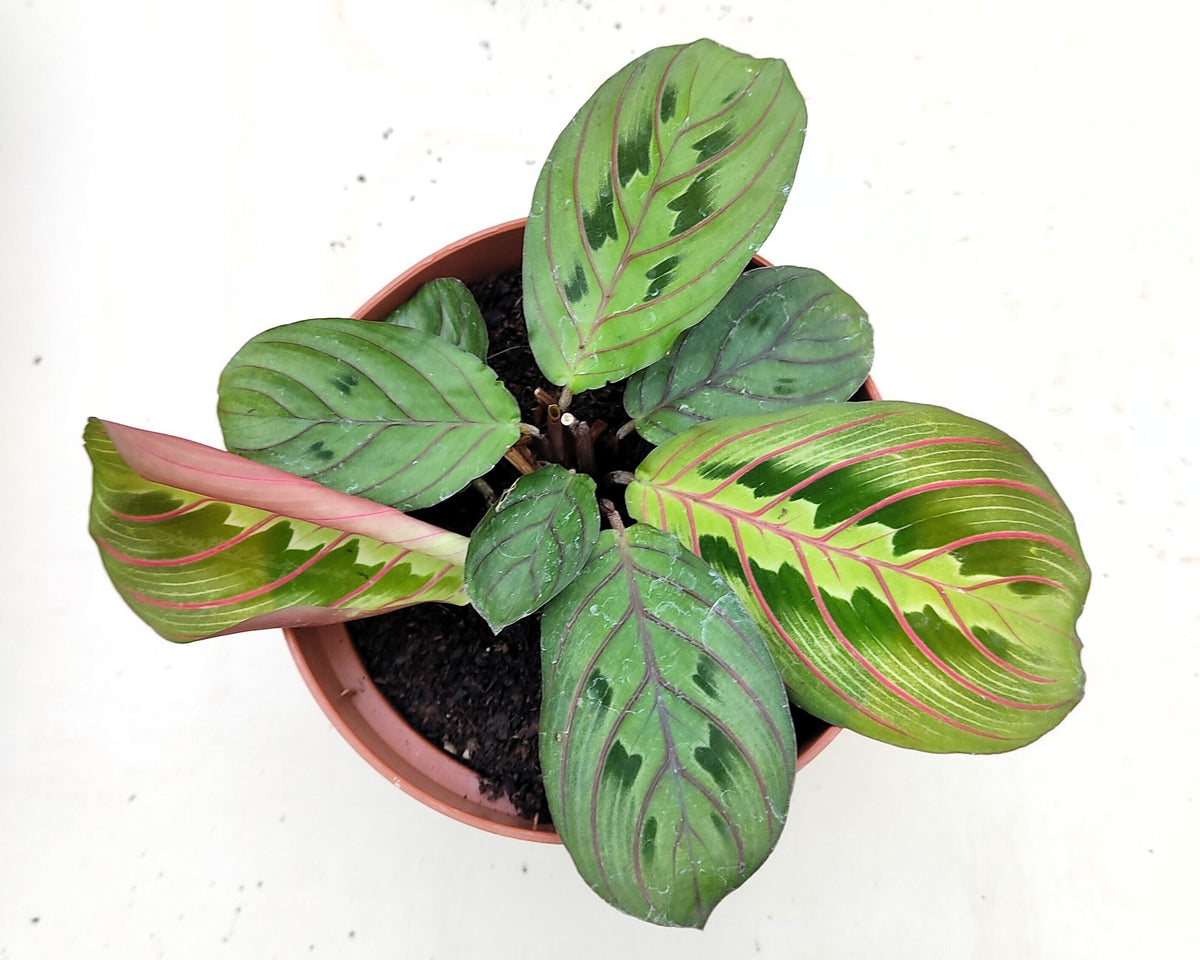 Maranta leuconera 'Fascinator'