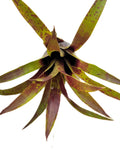 Vriesea lubbersii
