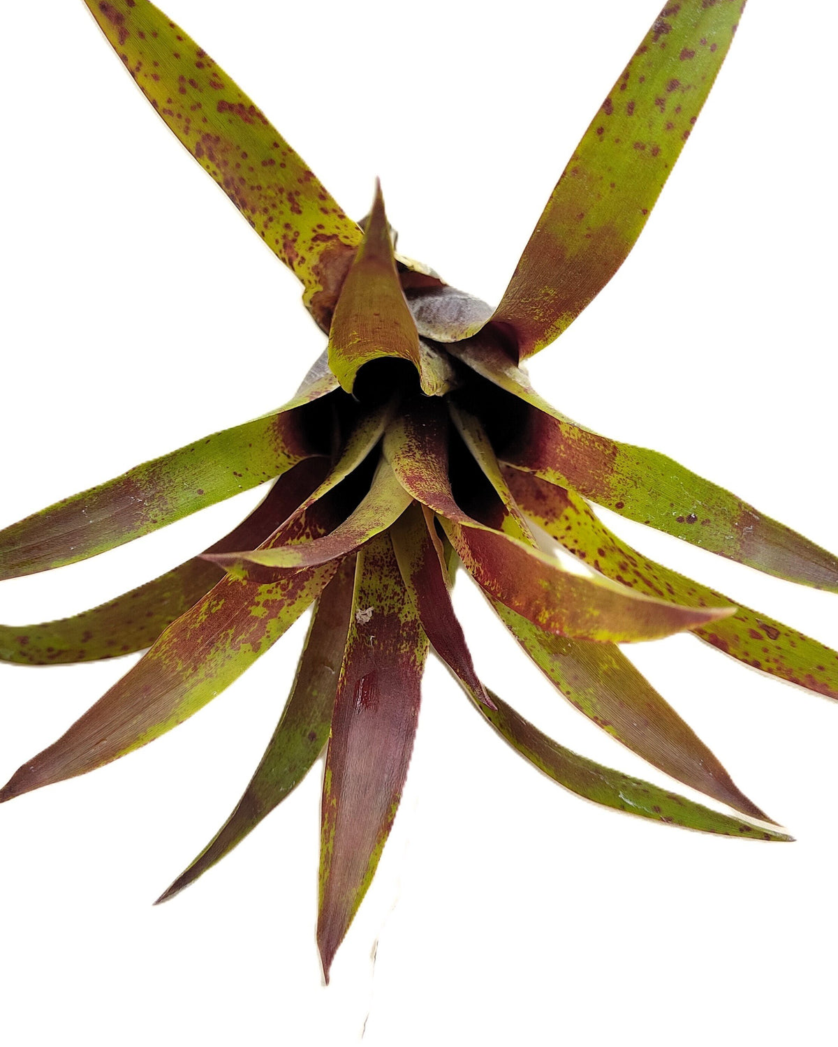 Vriesea lubbersii