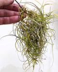 Tillandsia mallemontii