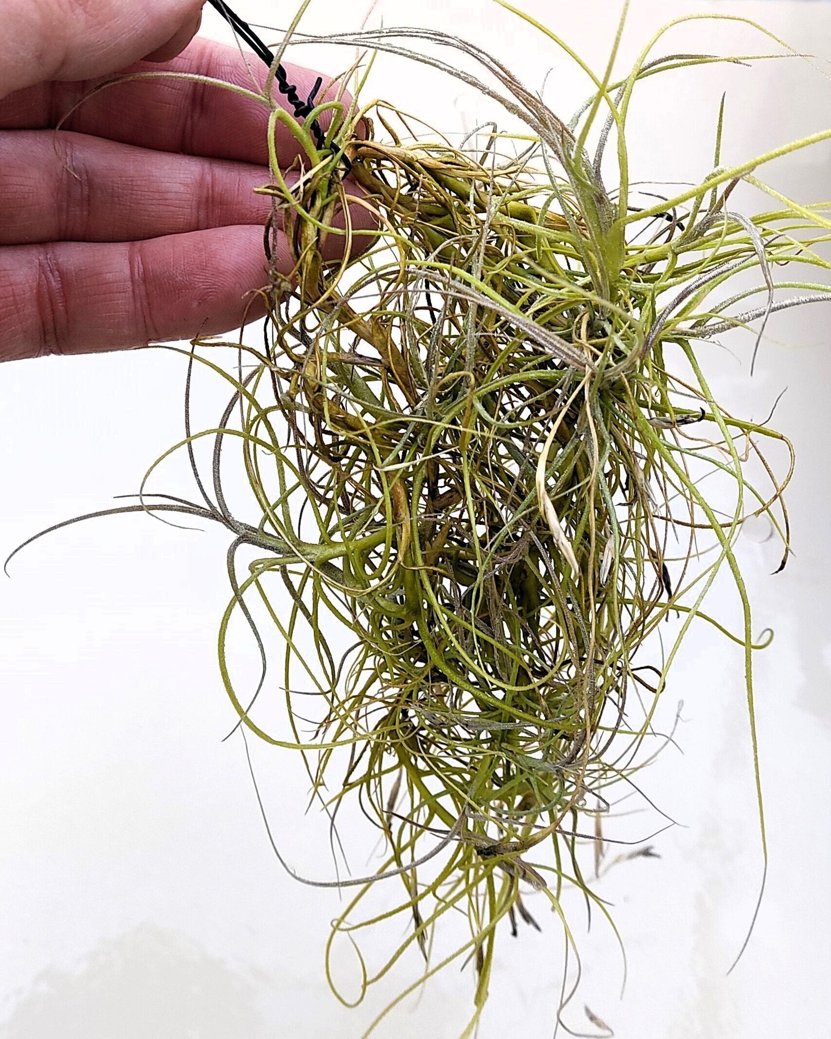 Tillandsia mallemontii