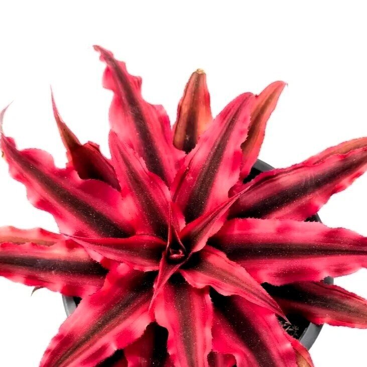Cryptanthus ‘Rubra’ (estrela-da-terra vermelha)