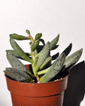Adromischus filicaulis
