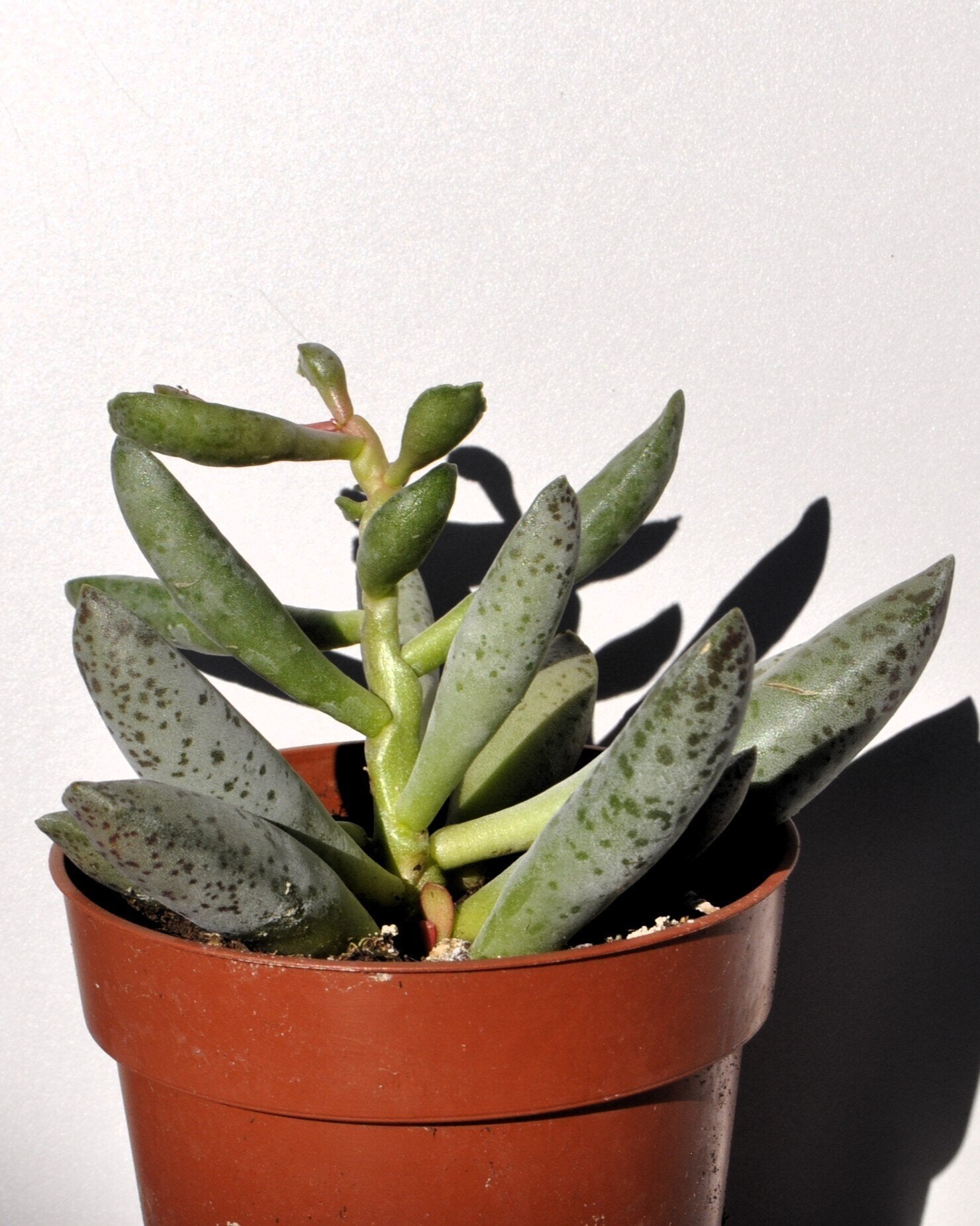 Adromischus filicaulis