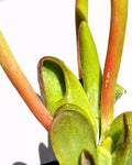 Kalanchoe luciae 'Oricula' M13 ("orelhas de Shrek")