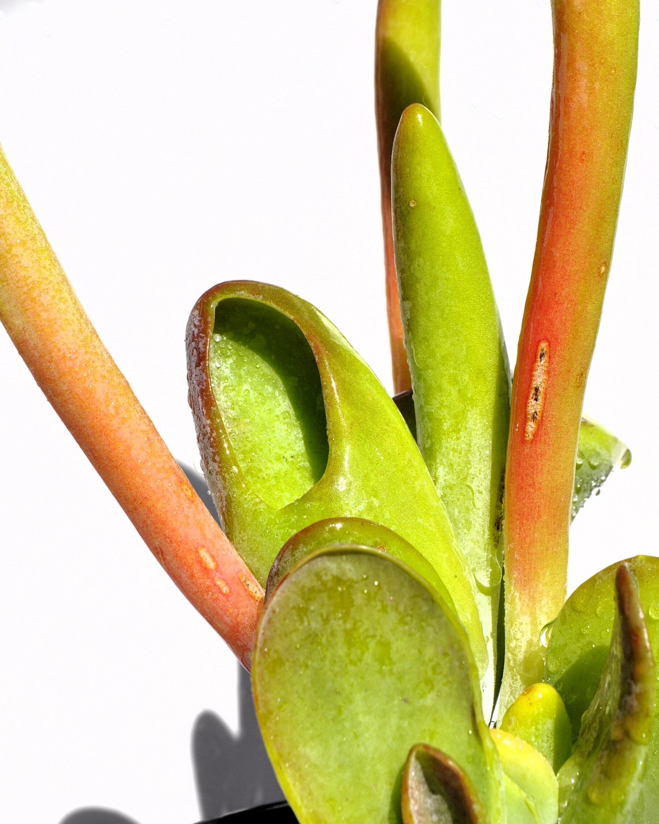 Kalanchoe luciae 'Oricula' M13 ("orelhas de Shrek")