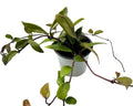 Hoya carnosa (flor-de-cera)