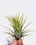 Tillandsia ionantha var. ionantha