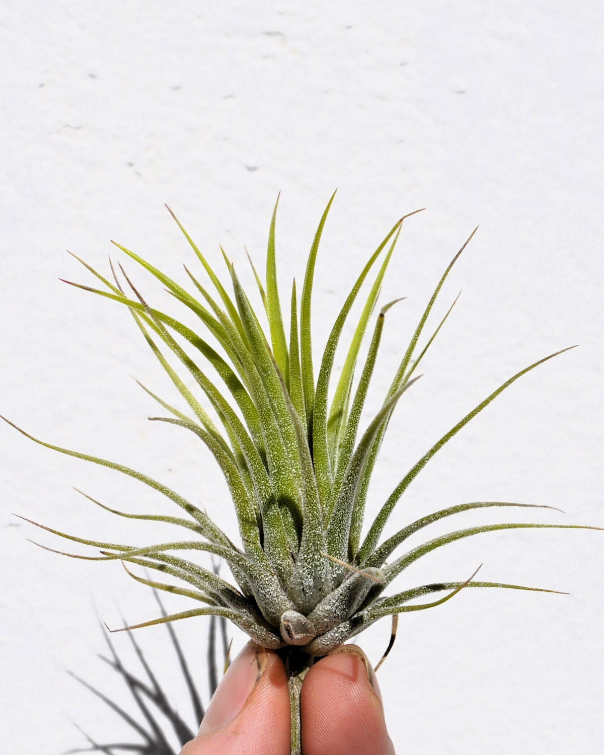 Tillandsia ionantha var. ionantha