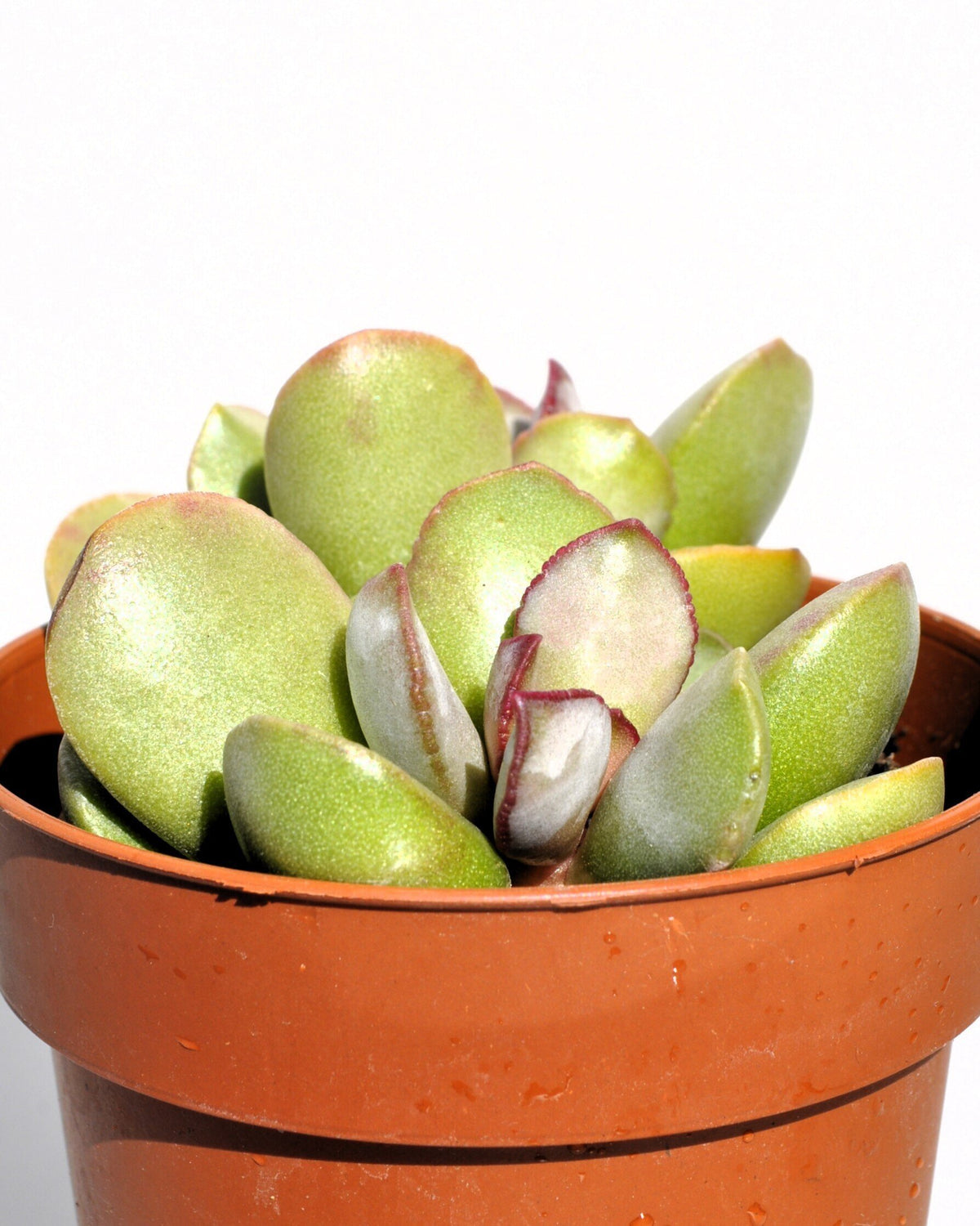 Adromischus cf. liebenbergii