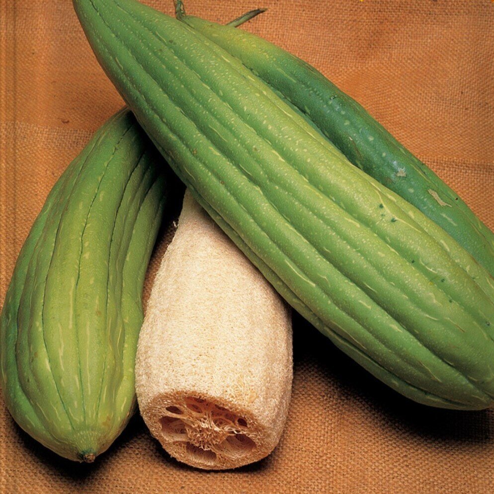 Luffa aegyptiaca (esponja vegetal, calabaza lufa) - Semillas