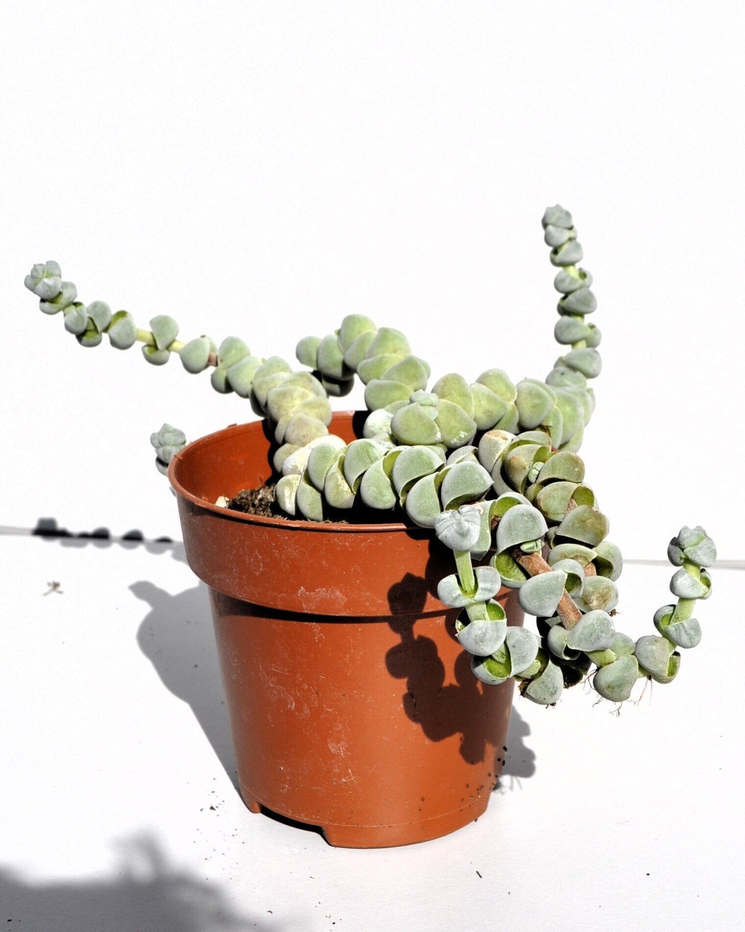 Crassula plegmatoides