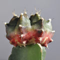 Gymnocalycium mihanovichii enxertado - tricolor (verde-lilás-vermelho)