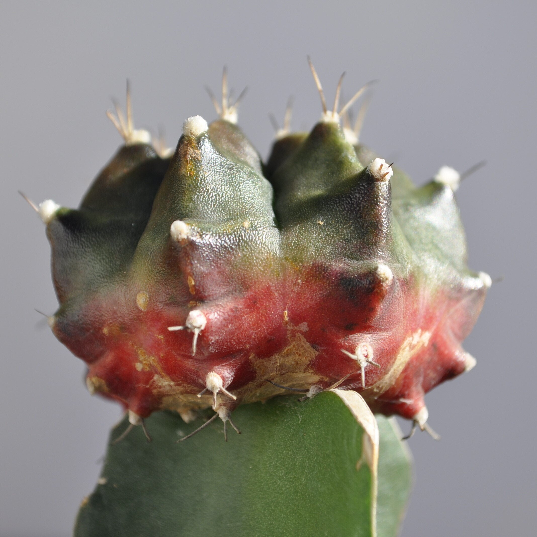 Gymnocalycium mihanovichii enxertado - tricolor (verde-lilás-vermelho)