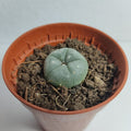 Lophophora williamsii pequena M5,5 (peyote)