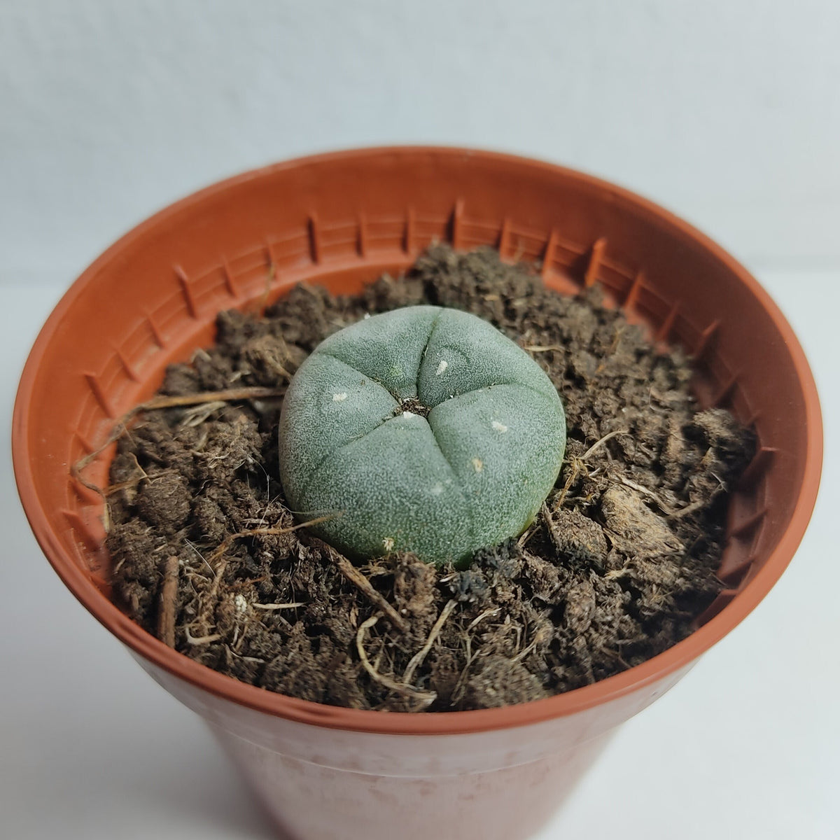 Lophophora williamsii pequena M5,5 (peyote)