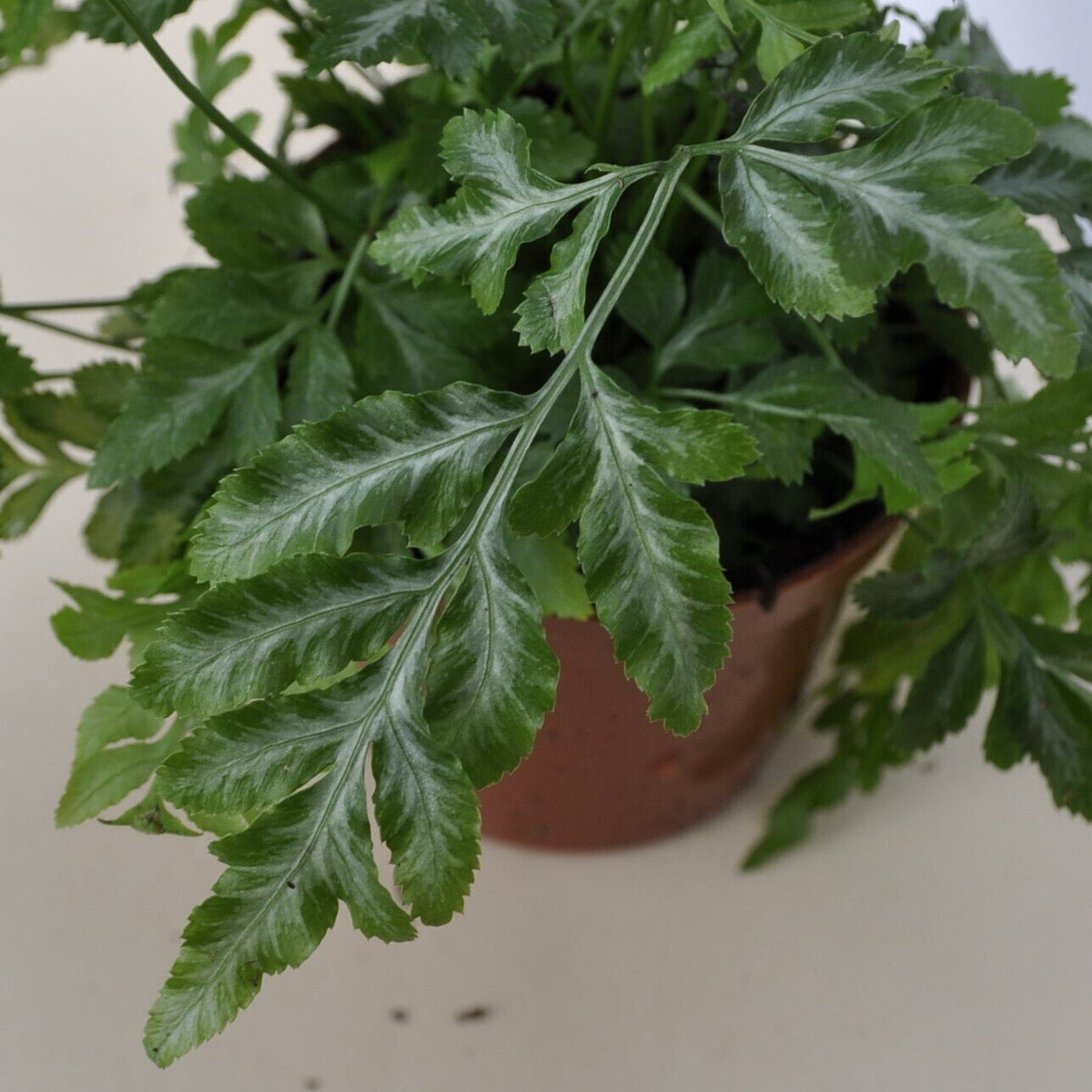 Pteris ensiformis Evergemiensis (feto-tremedor)
