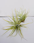 Tillandsia velickiana (syn. feldhoffii)