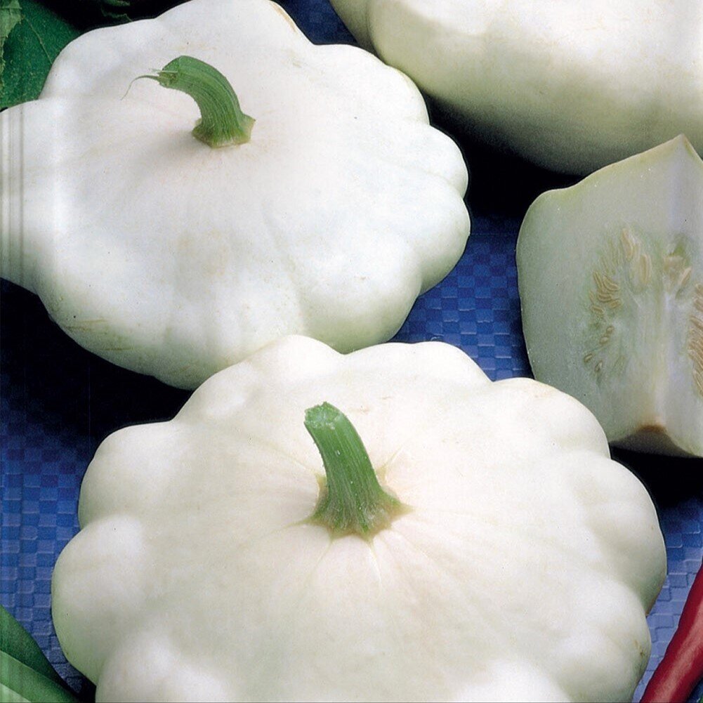 Cucurbita maxima 'Patisson' s. 'Peter Pan' (calabaza Patisson blanca) - Semillas