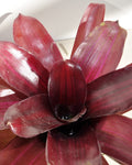 Neoregelia 'Iris'