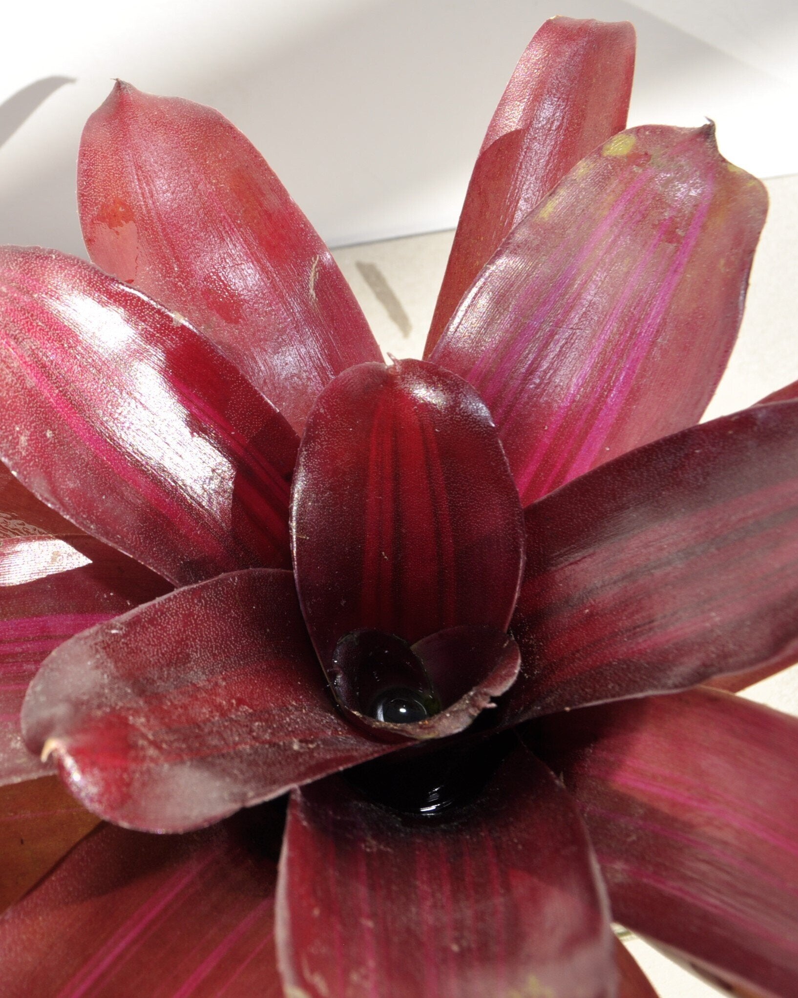 Neoregelia 'Iris'