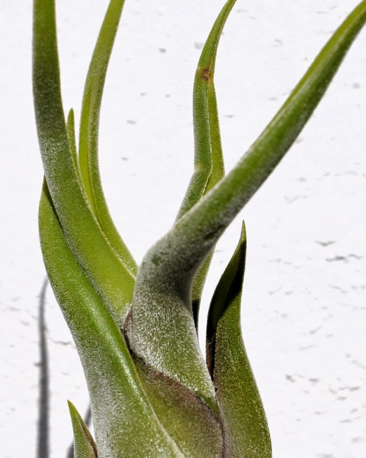 Tillandsia caput-medusae (planta polvo) [small]