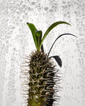 Pachypodium lamerei (palmeira-de-madagáscar)