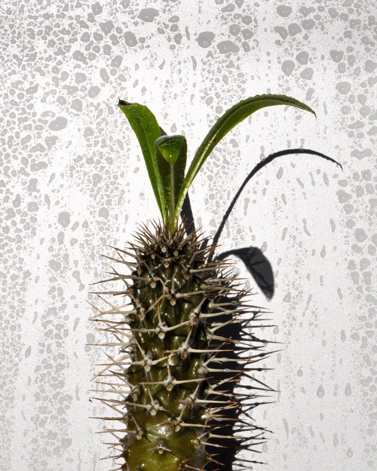 Pachypodium lamerei (palmeira-de-madagáscar)