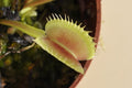 Dionaea muscipula Erect Form (venus atrapamoscas)