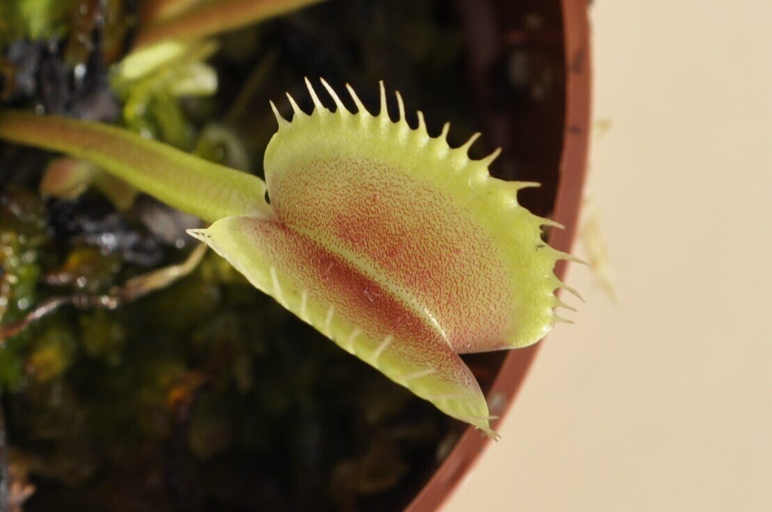 Dionaea muscipula Erect Form (venus atrapamoscas)