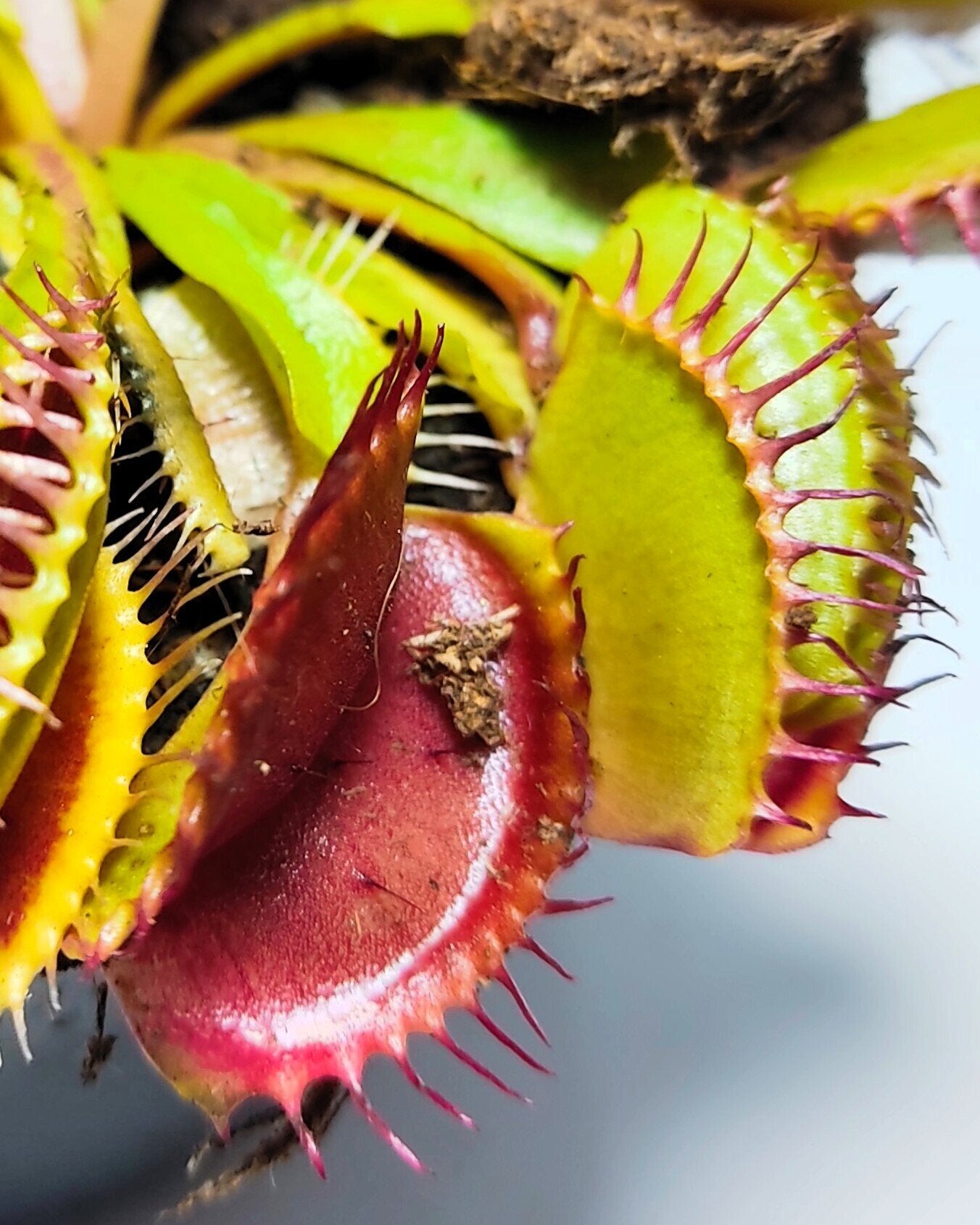 Dionaea muscipula (venus atrapamoscas)