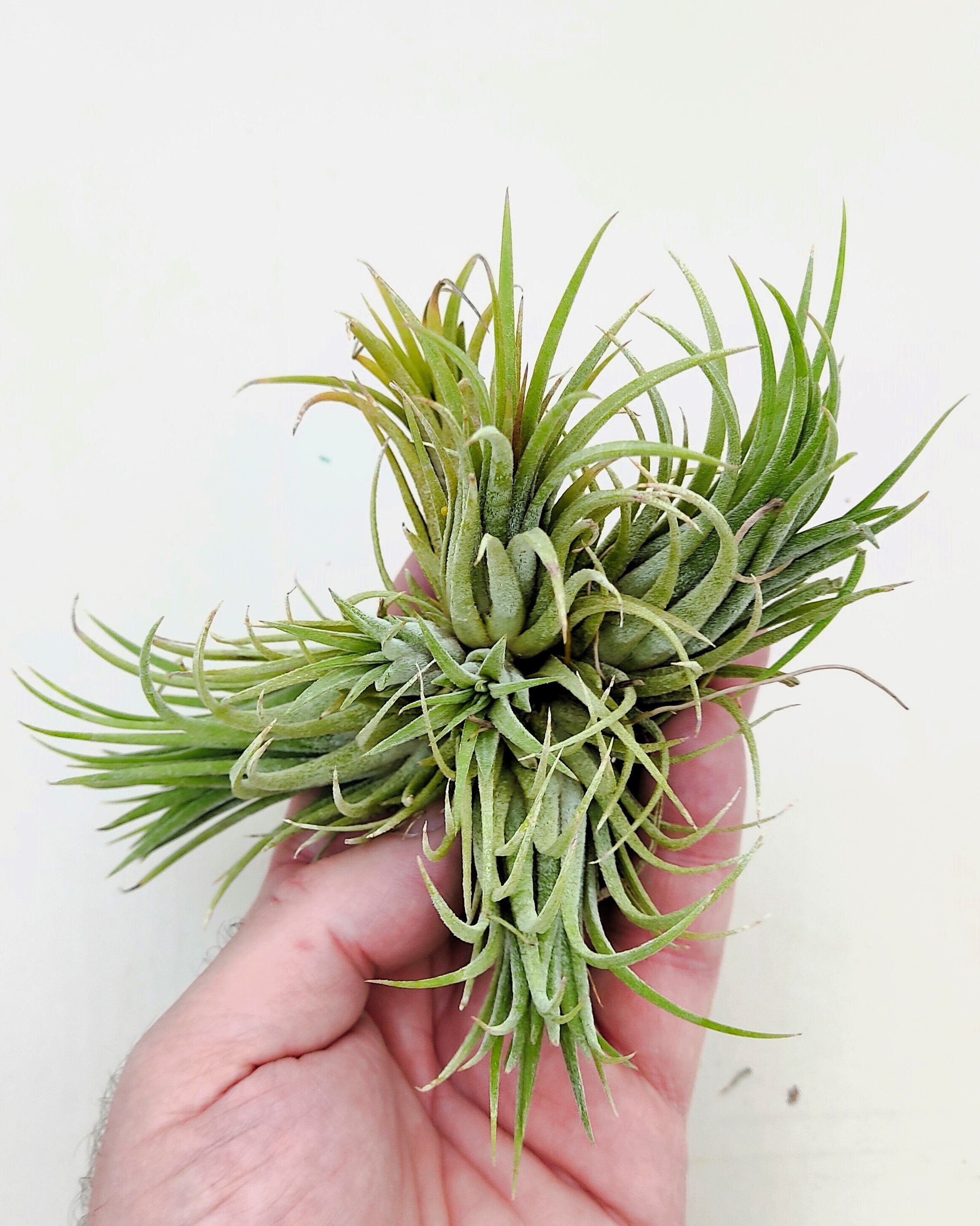 Tillandsia ionantha rubra "clump" ("mata")