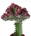 Euphorbia lactea 'Variegata Cristata' [enxertada]