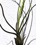 Tillandsia butzii