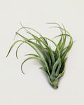 Tillandsia brachycaulos x flabellata