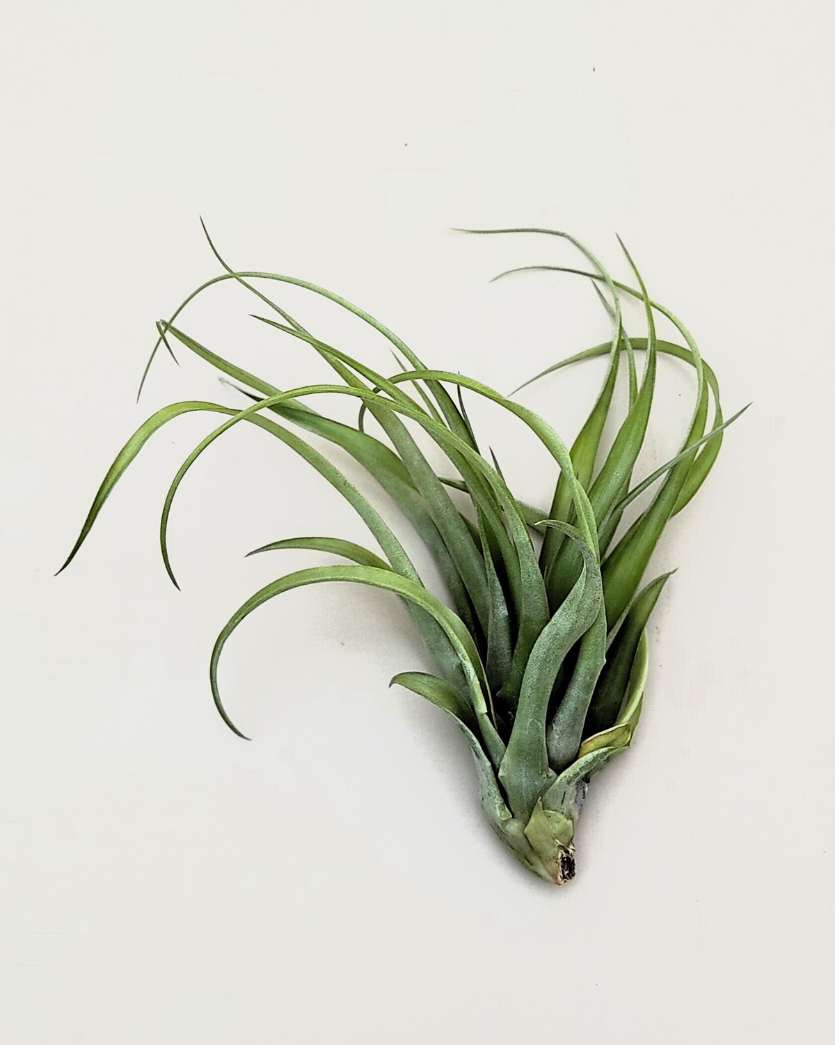 Tillandsia brachycaulos x flabellata
