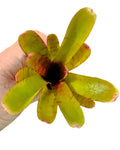 Neoregelia 'Thera'
