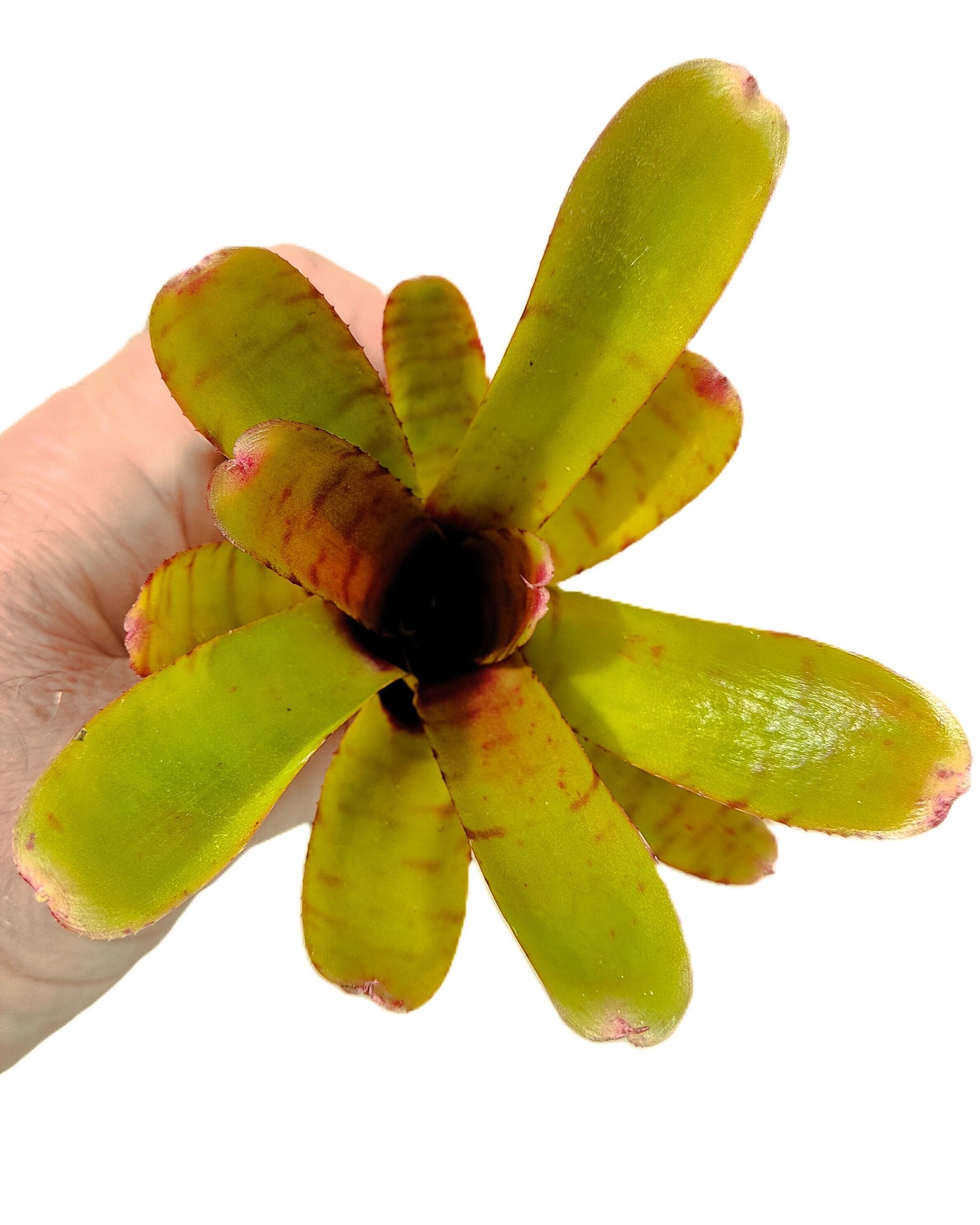 Neoregelia 'Thera'