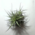 Tillandsia aeranthos 'Mini' "clump" (mata)