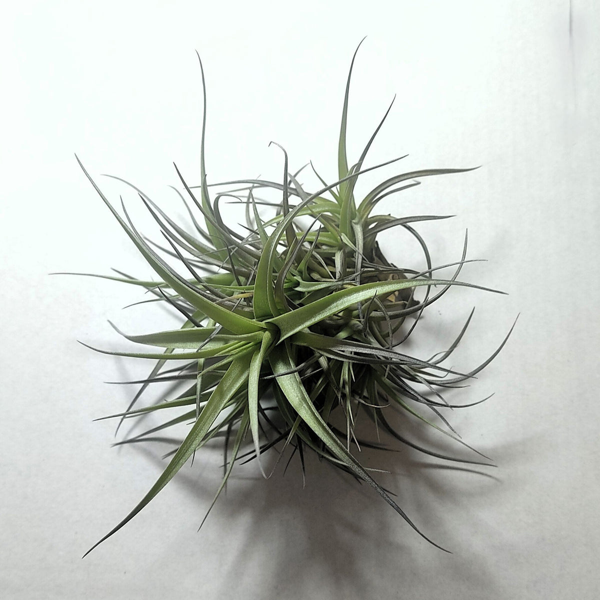 Tillandsia aeranthos 'Mini' "clump" (mata)