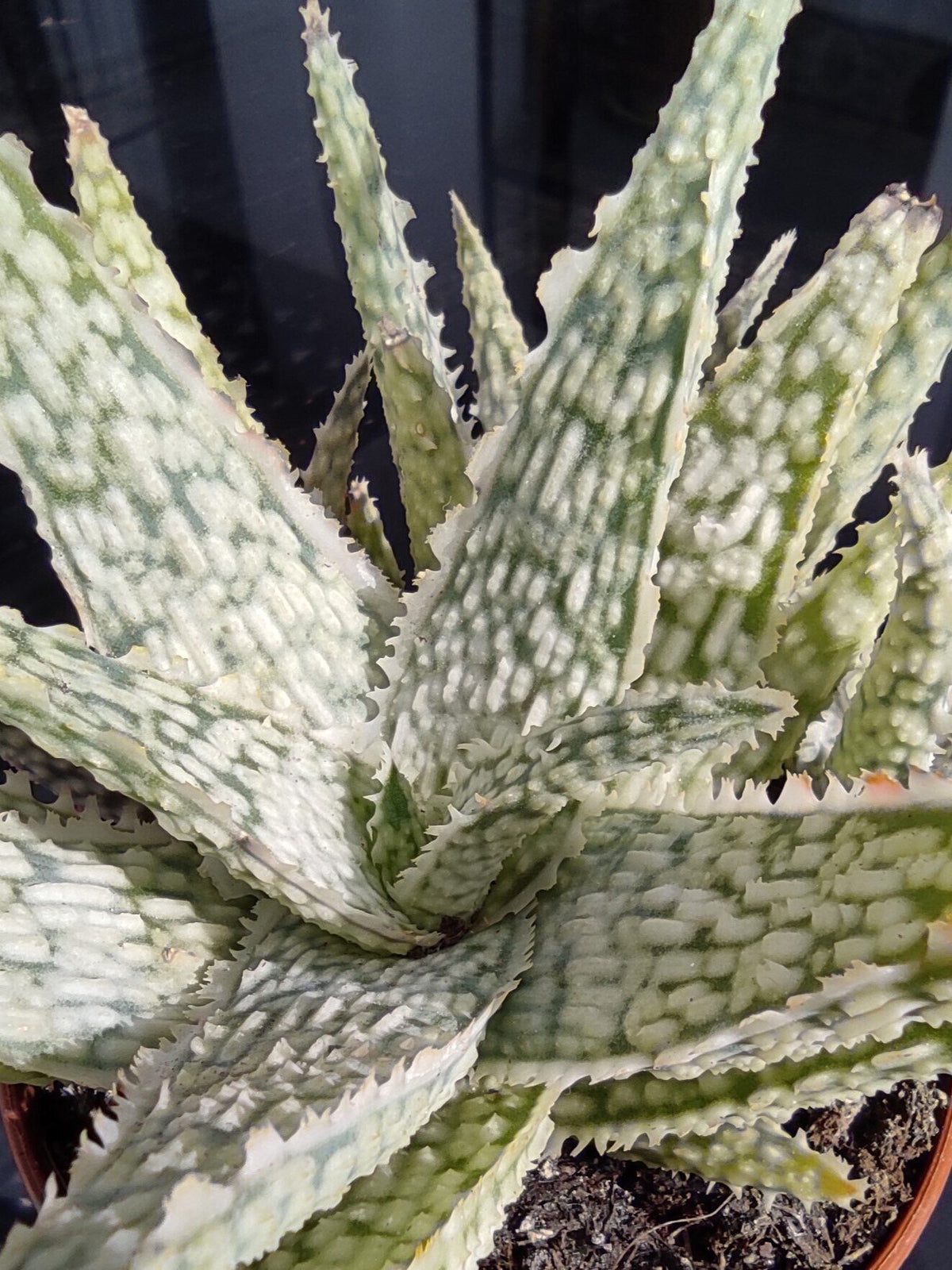 Aloe 'White Lightning'