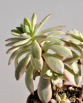 Echeveria cf. agavoides 'Minibelle Variegata'