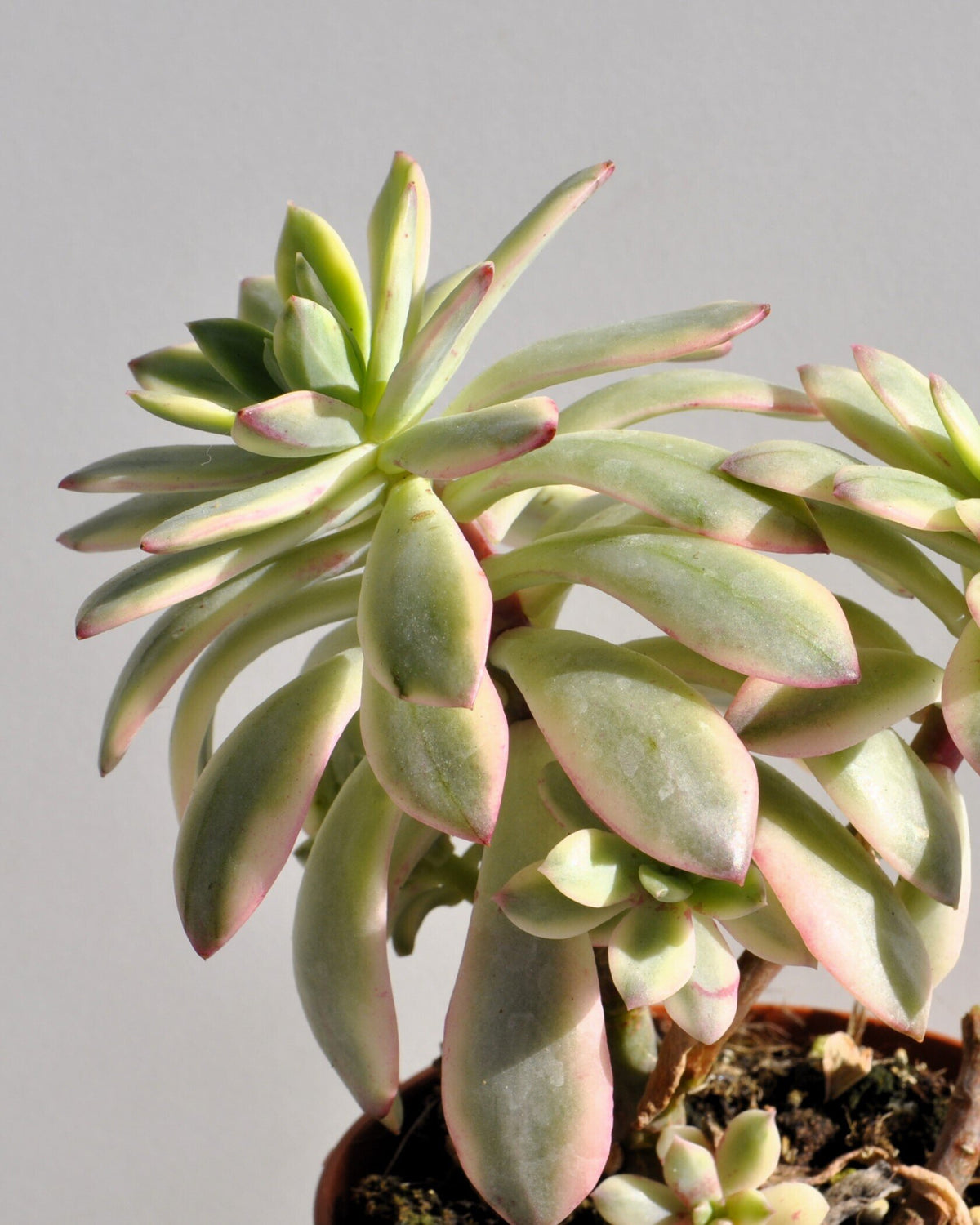 Echeveria cf. agavoides 'Minibelle Variegata'