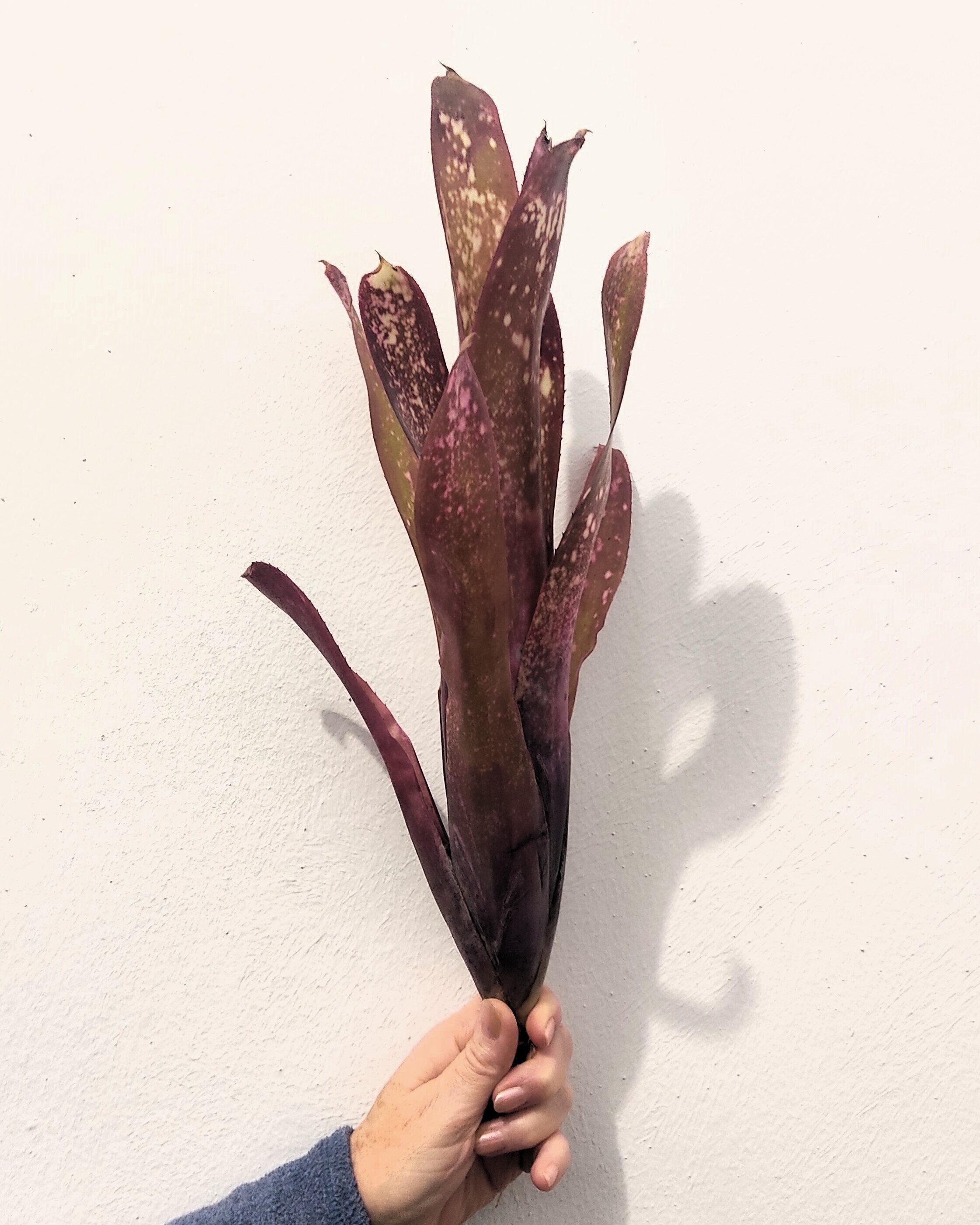 Billbergia 'Hallelujah'