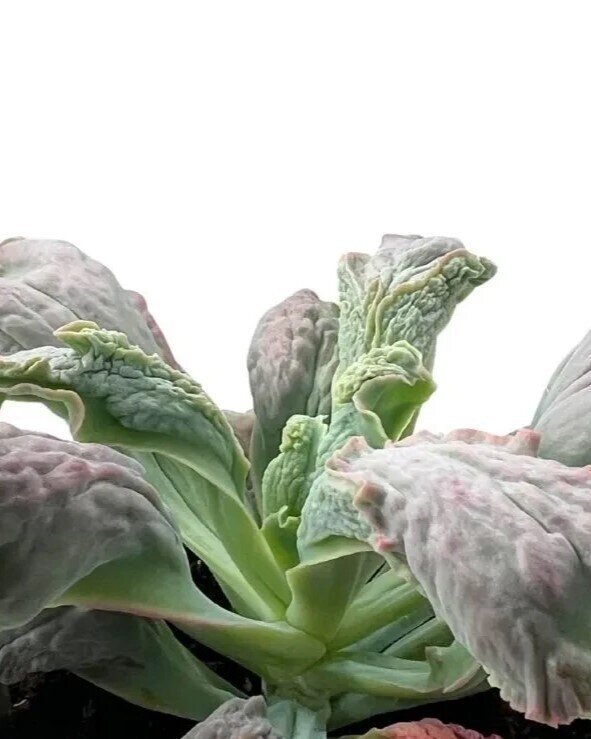 Echeveria ‘Linguas’
