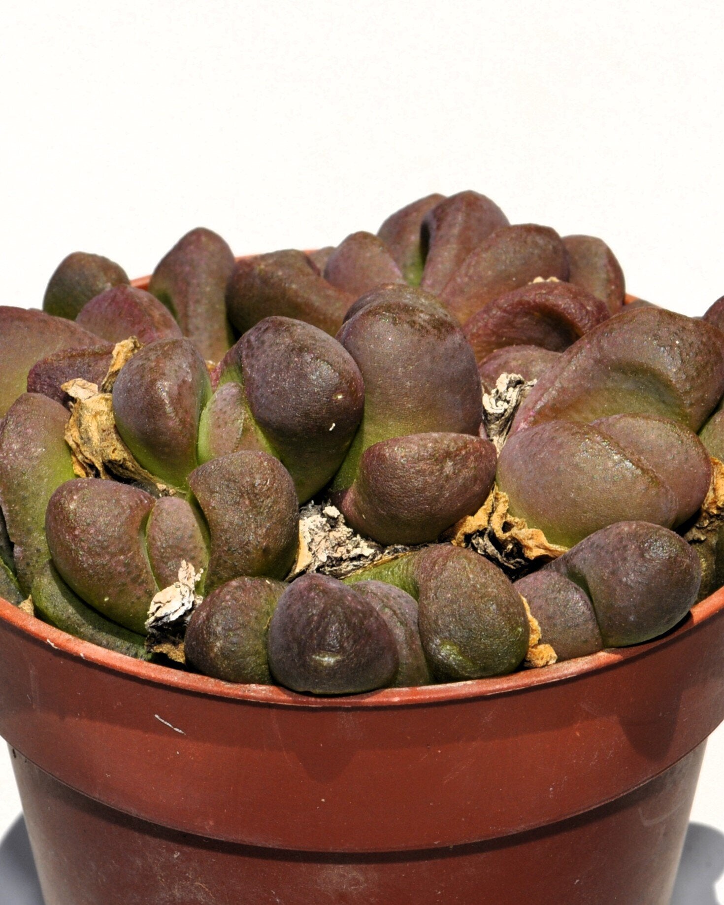 Glottiphyllum pygmaeum M8.5 (língua de gato)