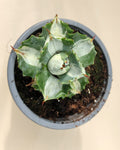 Agave isthmensis 'Ohi Raijin' variegata - M8 ("Dios del Trueno")